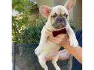 French Bulldog Puppy for sale in Antelope, CA, USA