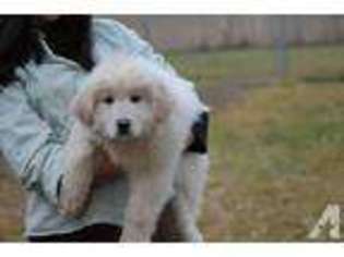 Great Dane Puppy for sale in SPOKANE, WA, USA