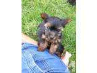 Yorkshire Terrier Puppy for sale in BENTON CITY, WA, USA