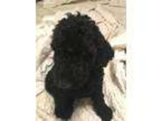 Labradoodle Puppy for sale in Dillon, SC, USA