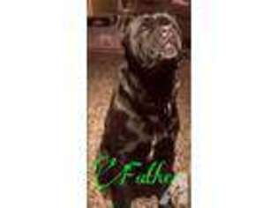 Cane Corso Puppy for sale in LINDSAY, CA, USA
