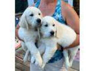 Golden Retriever Puppy for sale in Readfield, ME, USA