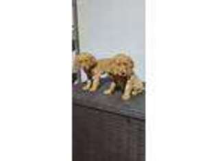 Golden Retriever Puppy for sale in Minnetonka, MN, USA