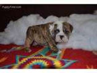 Bulldog Puppy for sale in Niangua, MO, USA