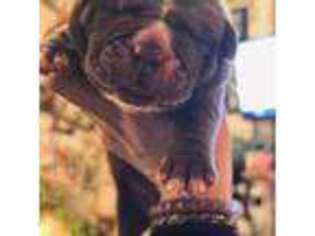Neapolitan Mastiff Puppy for sale in Berlin, NH, USA