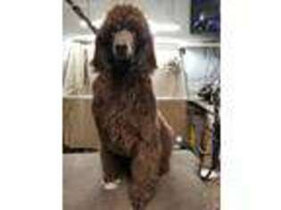 Mutt Puppy for sale in Blacksburg, SC, USA