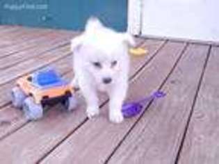 American Eskimo Dog Puppy for sale in Neodesha, KS, USA