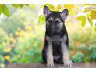 German Shepherd Dog Puppy for sale in Saint George, UT, USA