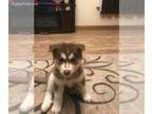 Siberian Husky Puppy for sale in Ringtown, PA, USA