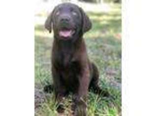 Labrador Retriever Puppy for sale in Tampa, FL, USA