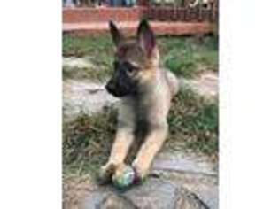 German Shepherd Dog Puppy for sale in Madison Heights, VA, USA