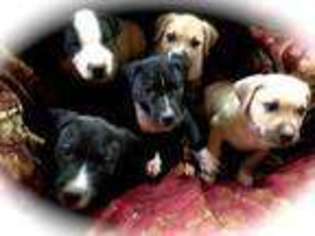 American Bulldog Puppy for sale in LOUISVILLE, OH, USA