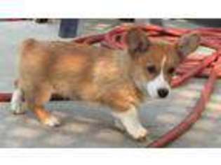 Pembroke Welsh Corgi Puppy for sale in Willows, CA, USA