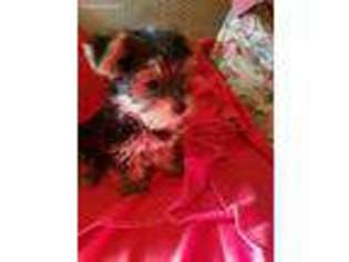 Yorkshire Terrier Puppy for sale in Lyndonville, VT, USA