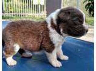 Newfoundland Puppy for sale in Melbourne, KY, USA