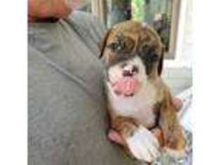 American Bulldog Puppy for sale in Colchester, CT, USA