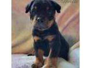 Rottweiler Puppy for sale in Riverview, FL, USA