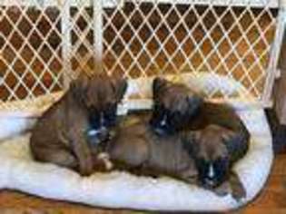 Boxer Puppy for sale in Clinton, OK, USA