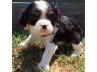 Cavalier King Charles Spaniel Puppy for sale in Atoka, OK, USA