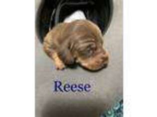 Dachshund Puppy for sale in La Verkin, UT, USA