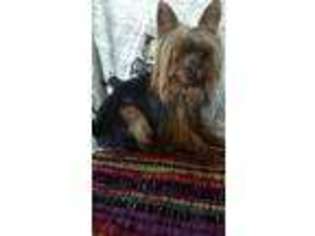 Yorkshire Terrier Puppy for sale in Elmwood, IL, USA