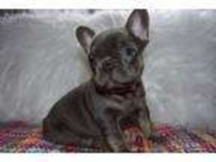 French Bulldog Puppy for sale in Watertown, WI, USA