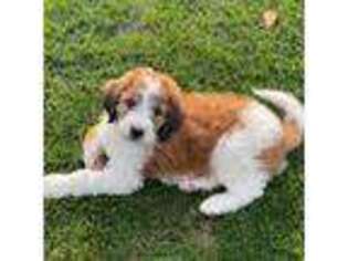 Saint Bernard Puppy for sale in Ephrata, PA, USA