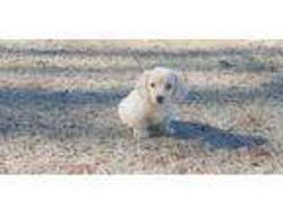 Dachshund Puppy for sale in Statesboro, GA, USA