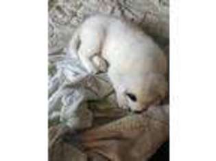 Akita Puppy for sale in Tobyhanna, PA, USA