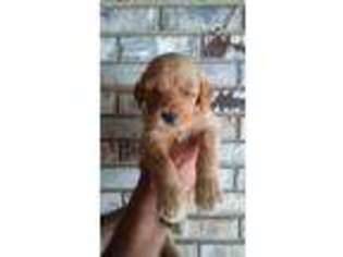 Goldendoodle Puppy for sale in Stanley, VA, USA