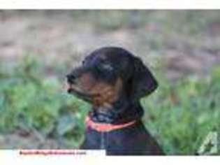Mutt Puppy for sale in HILHAM, TN, USA