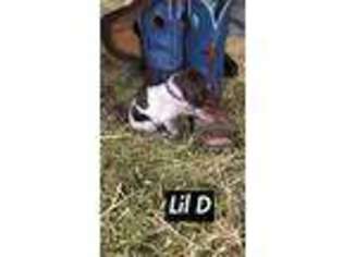German Shorthaired Pointer Puppy for sale in De Graff, OH, USA