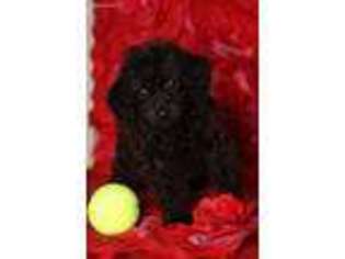 Labradoodle Puppy for sale in Richland, MO, USA