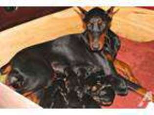 Doberman Pinscher Puppy for sale in NESCONSET, NY, USA