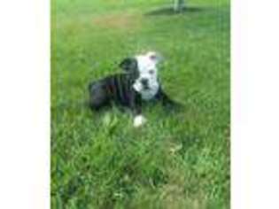 Bulldog Puppy for sale in Prairie Farm, WI, USA