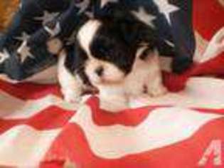 Mutt Puppy for sale in GENEVA, FL, USA