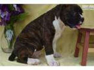 Boxer Puppy for sale in Columbus, OH, USA