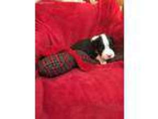 Boxer Puppy for sale in Gloverville, SC, USA