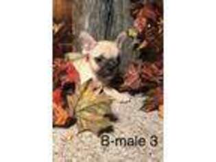 French Bulldog Puppy for sale in Lane, OK, USA