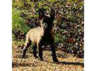 Belgian Malinois Puppy for sale in Mount Vernon, IL, USA