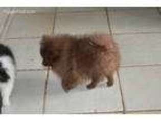Pomeranian Puppy for sale in Stephenville, TX, USA