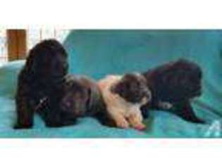 Newfoundland Puppy for sale in SANDPOINT, ID, USA