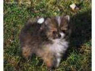 Pomeranian Puppy for sale in Miller, MO, USA