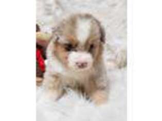 Miniature Australian Shepherd Puppy for sale in Spokane, WA, USA