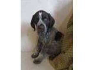 German Shorthaired Pointer Puppy for sale in Landisburg, PA, USA
