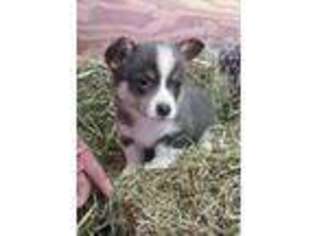 Pembroke Welsh Corgi Puppy for sale in Big Clifty, KY, USA