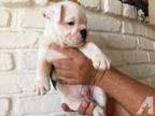 Olde English Bulldogge Puppy for sale in SALINAS, CA, USA