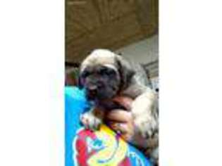 Mastiff Puppy for sale in Walnut, KS, USA