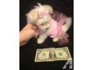 Maltese Puppy for sale in BRENTWOOD, TN, USA