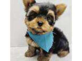 Yorkshire Terrier Puppy for sale in Brooklyn, NY, USA